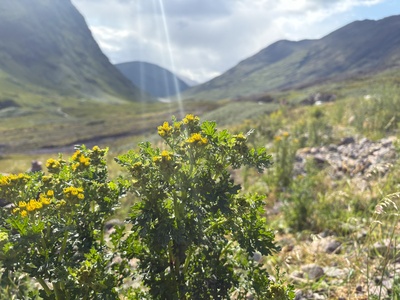 Tansy ragwort