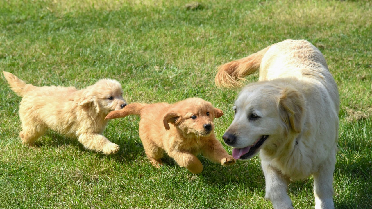 Children playing gently with a friendly family dog during training