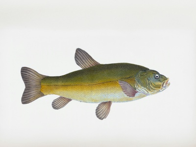 Tench