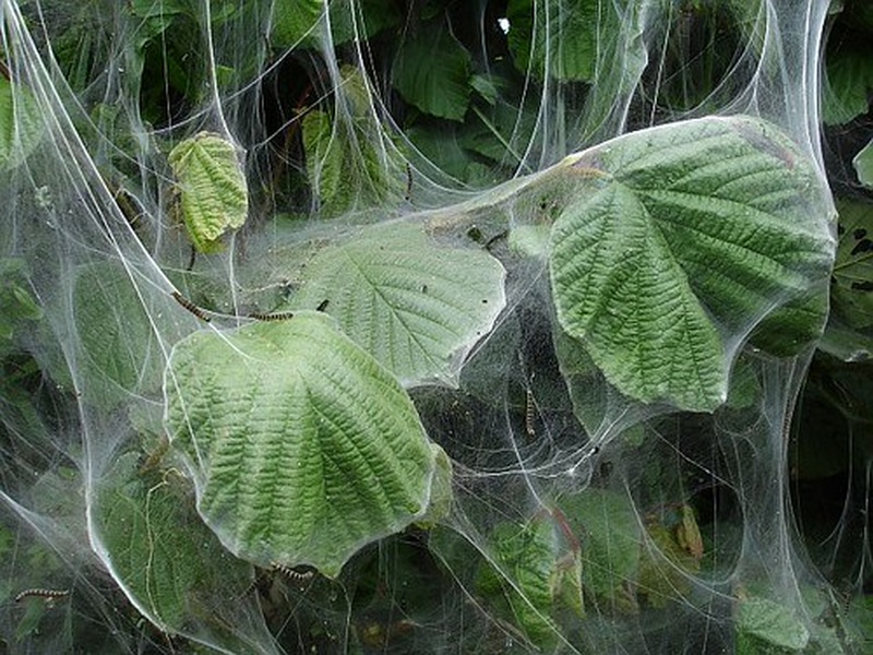 Temperate Forest Insects List - Flora Fauna Fun