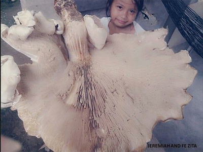 Termitomyces titanicus