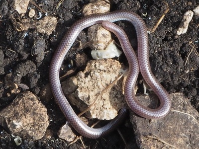 Texas Blind Snake