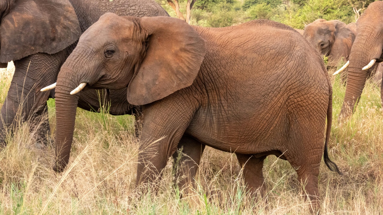 Elephant and giraffe on the Serengeti plain