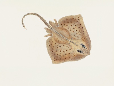 Thornback ray