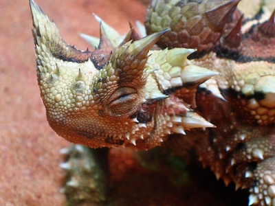 Thorny devil