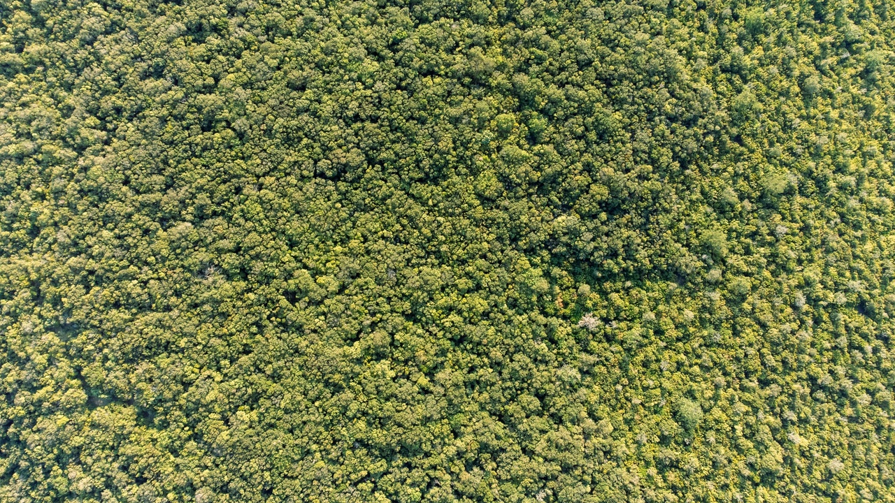 Volunteers planting saplings in a restoration area of a temperate deciduous forest, with a map of fragmented woodlands in the background.