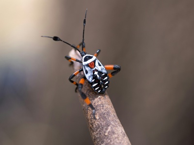 Three-lined Click Beetle