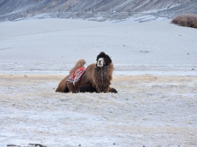Tibetan Mastiff