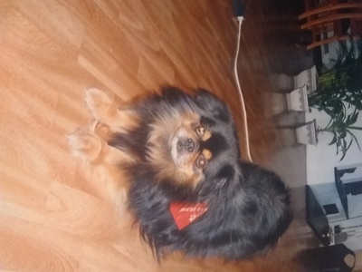 Tibetan Spaniel