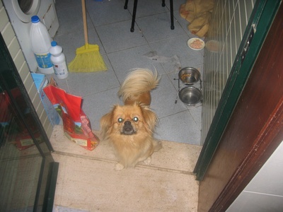Tibetan Spaniel