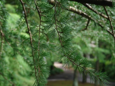 Tien Shan spruce