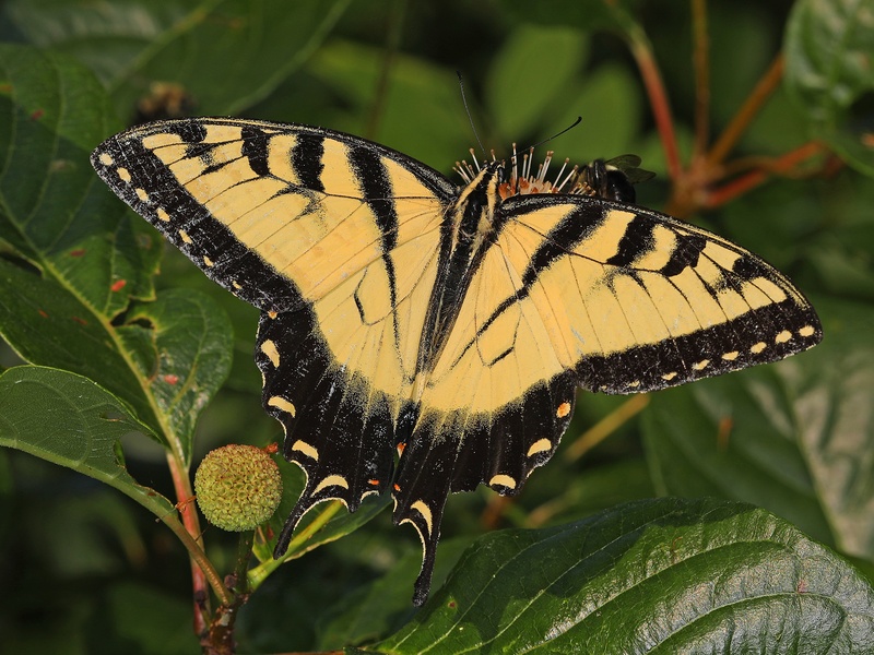 Temperate Forest Insects List - Flora Fauna Fun