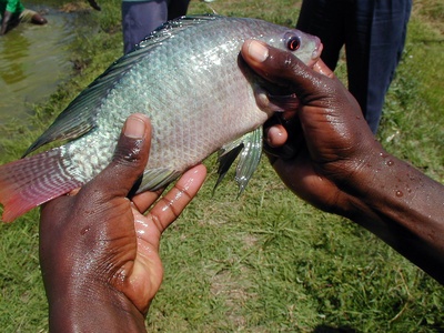 Tilapia (Mozambique tilapia)