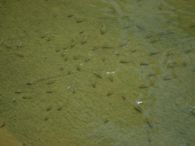 Tilapia (tilapia spp.)