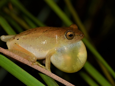 Tinker Reed Frog