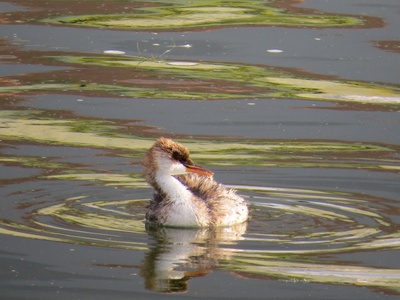 Titicaca grebe
