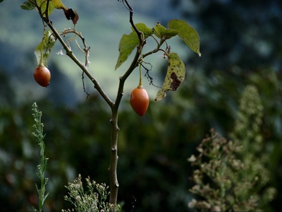 Tomate de árbol