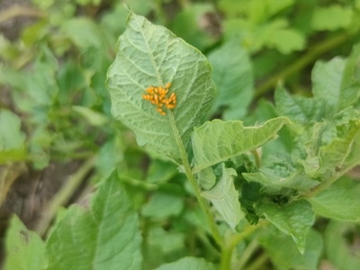Tomato/tuber pest (other)