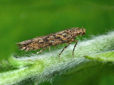 Tomato leafminer
