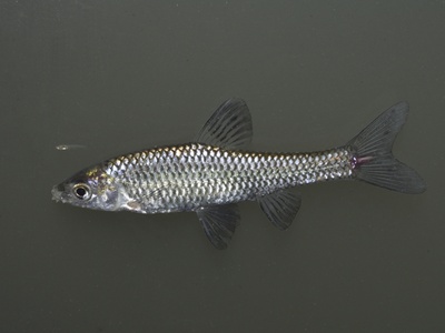 Topmouth gudgeon