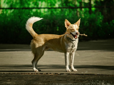 Toy Fox Terrier