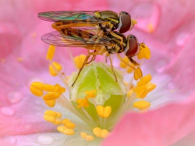 Transverse-banded Flower Fly