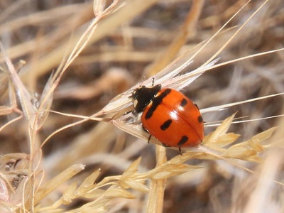 Transverse Lady Beetle