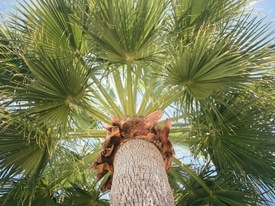 Traveler's Palm