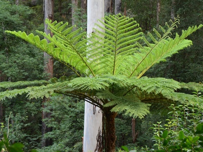 Tree fern