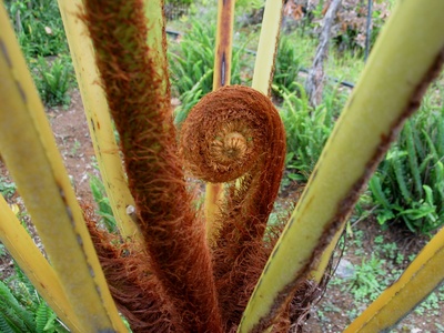 Tree fern (Cibotium spp.)