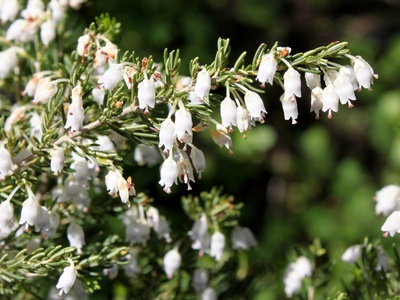 Tree heath