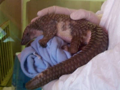 Tree Pangolin