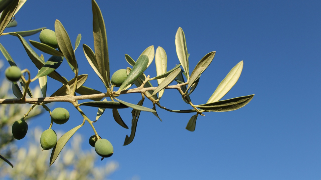 Mature olive tree providing shade in a dry Mediterranean landscape.