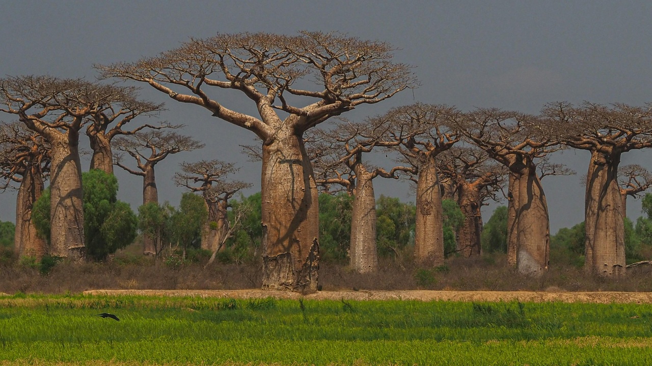 Baobab, mangrove and raffia palm landscapes along Guinean coasts and wetlands