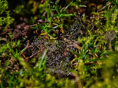 Triangle Moss