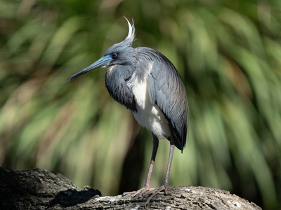 Tricolored Heron