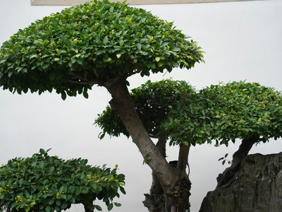 Trident maple (bonsai form)