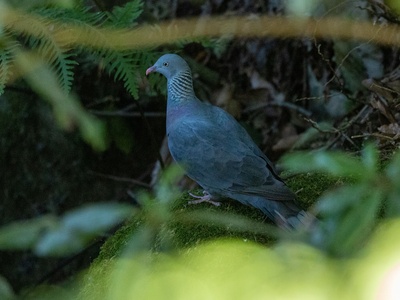 Trocaz Pigeon