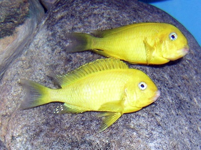 Tropheus moorii