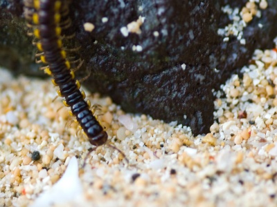 Tropical centipede