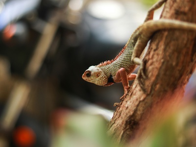 Tropical house gecko