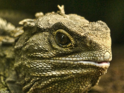 Tuatara
