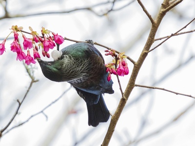 Tui