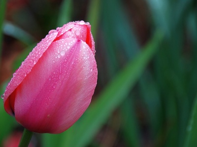 Tulip (Pink varieties)