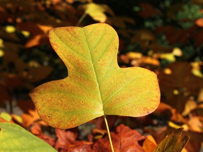 Tulip poplar