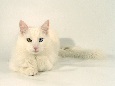 Turkish Angora