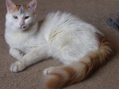 Turkish Van