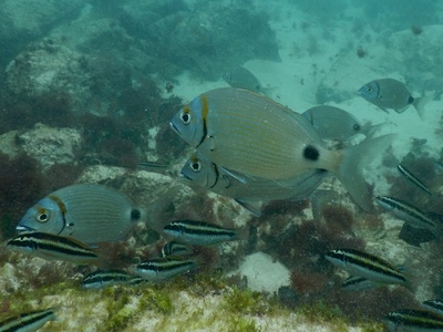 Two-banded seabream