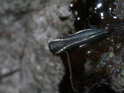 Two-lined chestnut borer