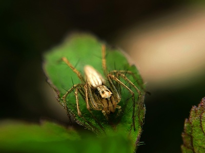 Two-spotted spider mite